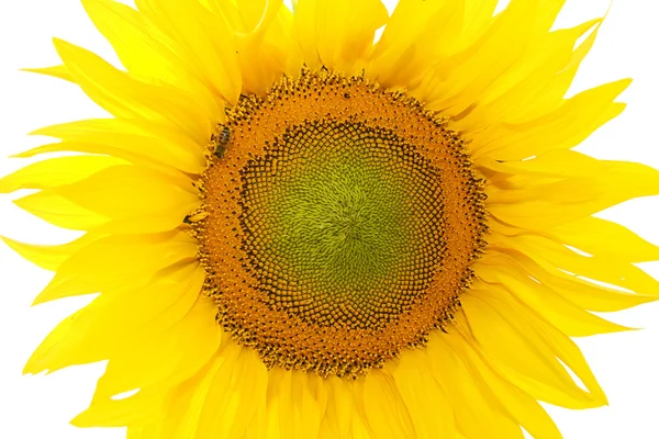 sunflover izole clouseup görüntü