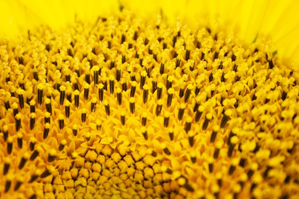 Trübung Bild von Sonnenblumen Staubgefäße — Stockfoto
