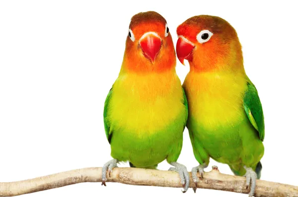 Pair of lovebirds Stock Image