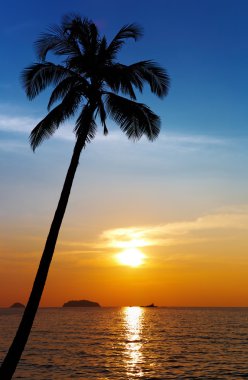 Palm tree silhouette at sunset clipart