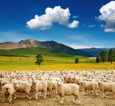 Herd of sheep clipart