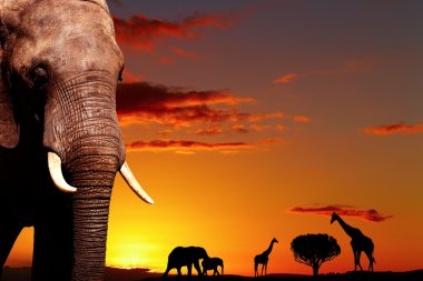 African nature concept clipart