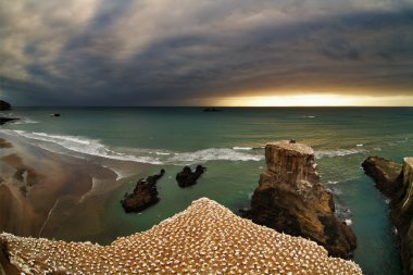 Gannet colony, New Zealand clipart