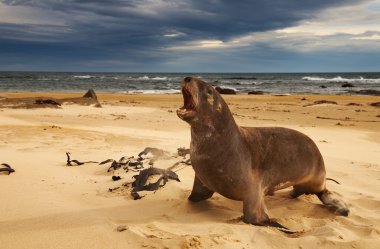 Sea lion clipart