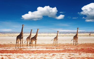 Herd of giraffes clipart