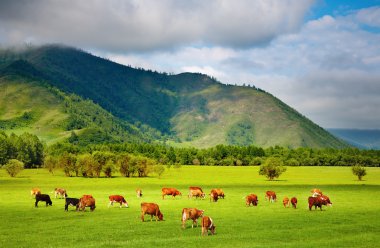 Grazing cows clipart