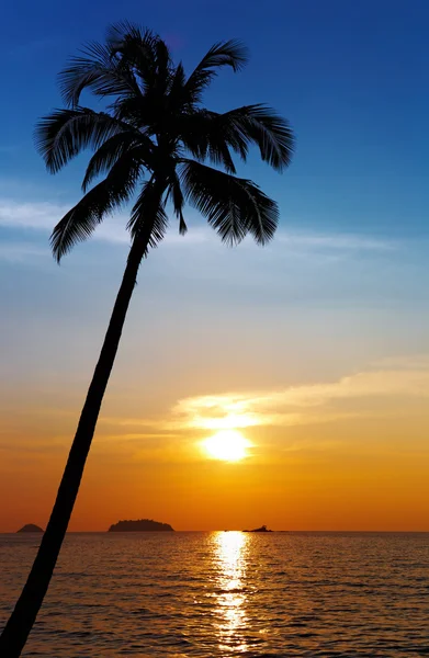 Palmboom silhouet bij zonsondergang — Stockfoto