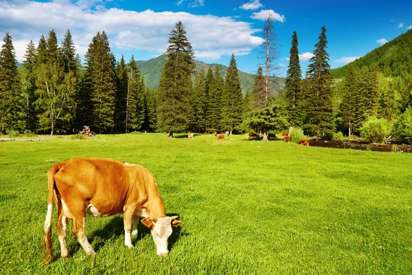 Випасу корова — стокове фото