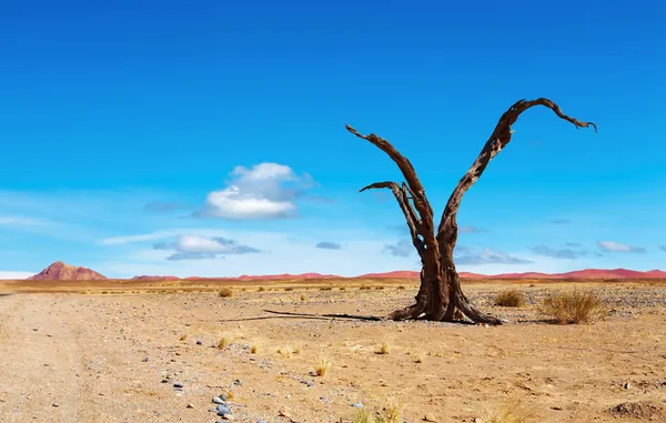 Namib désert — Photo