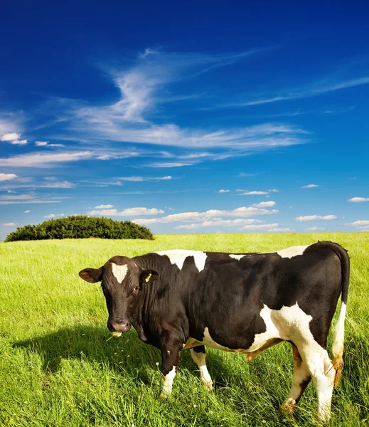 Vaca de pastoreo —  Fotos de Stock