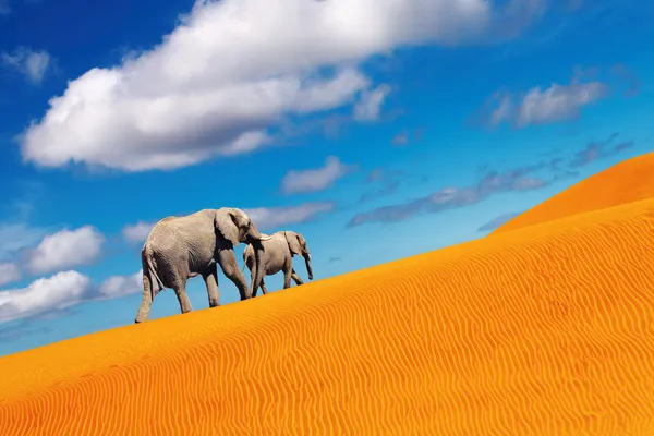Fantasía del desierto, elefantes caminando — Foto de Stock