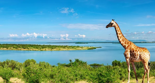 Nilen, uganda — Stockfoto