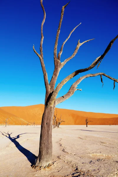 Árbol muerto, desierto de Namibia, Namibia — Foto de Stock