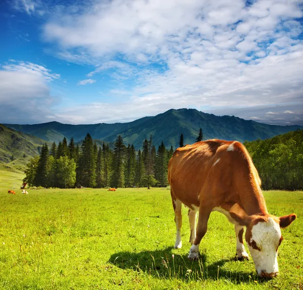 Пасущаяся корова — стоковое фото