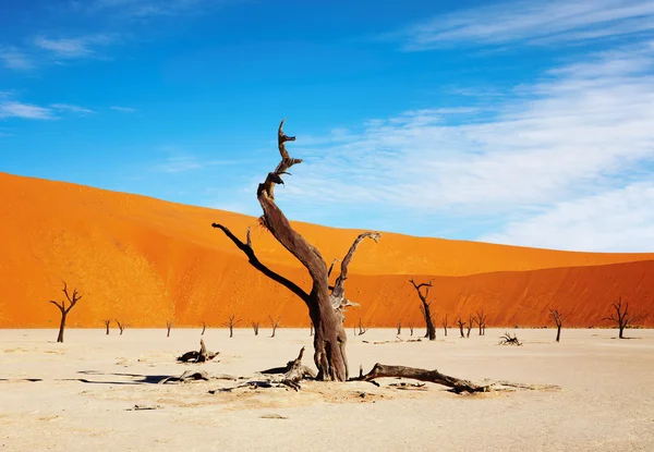 Namibská poušť, sossusvlei, Namibie — Stock fotografie