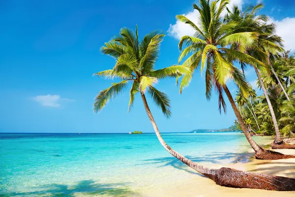 Tropical beach Stock Picture