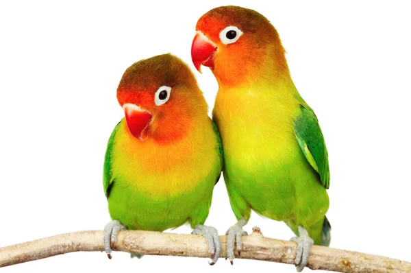 Пара влюблённых птиц Стоковое Фото