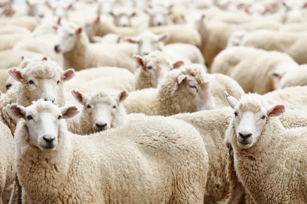 Herd of sheep Stock Photo