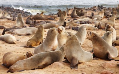 Colony of seals clipart