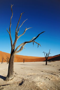 Namib desert clipart