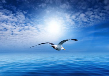 Flying seagull clipart