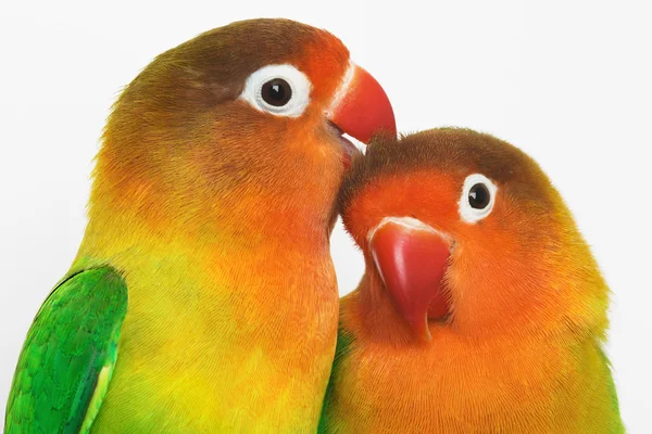 Закохані пташки — стокове фото