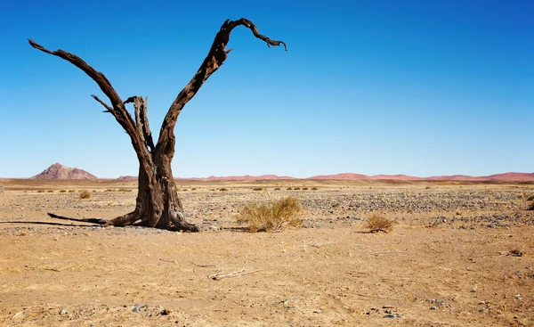 Mrtvý strom v poušti namib — Stock fotografie