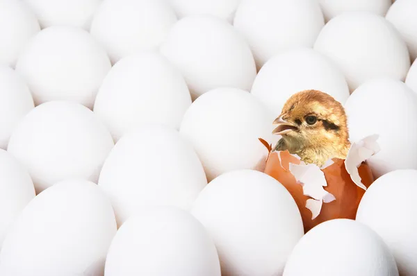 Pasgeboren chick — Stockfoto