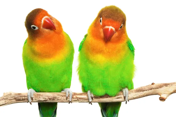 Пара влюблённых птиц — стоковое фото