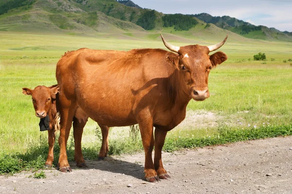 Krávy — Stock fotografie