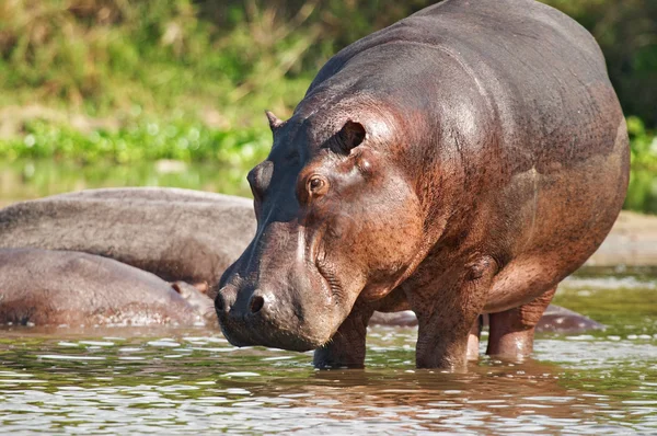 Wild hippo — Stock Photo, Image