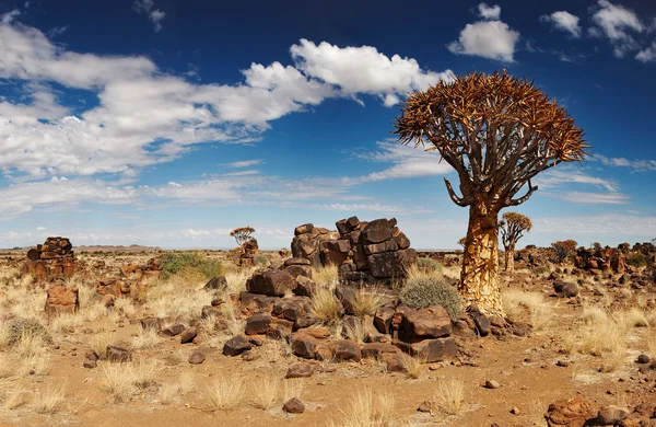 Deserto namibiano — Foto Stock