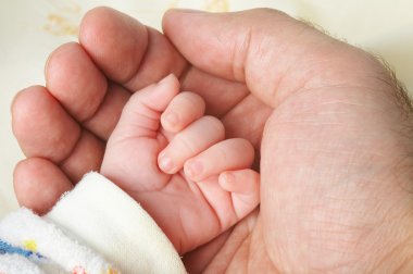 Baby hand in father's palm clipart