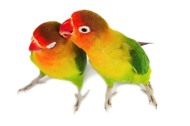 Pair of lovebirds clipart