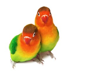 Pair of lovebirds clipart