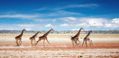 Running giraffes clipart