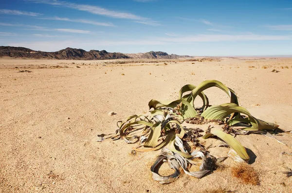 Welwitschia mirabilis in namib wüste — Stockfoto