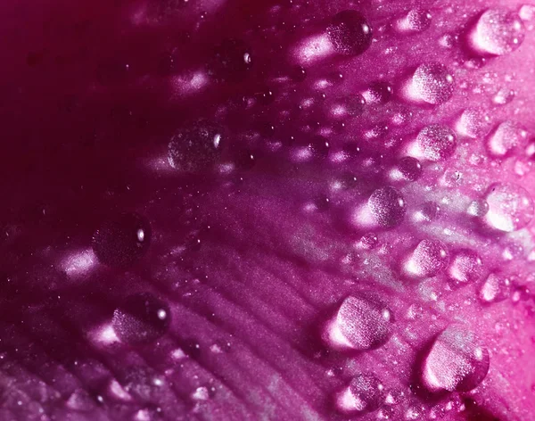 Petalo di rosa sfondo — Foto Stock