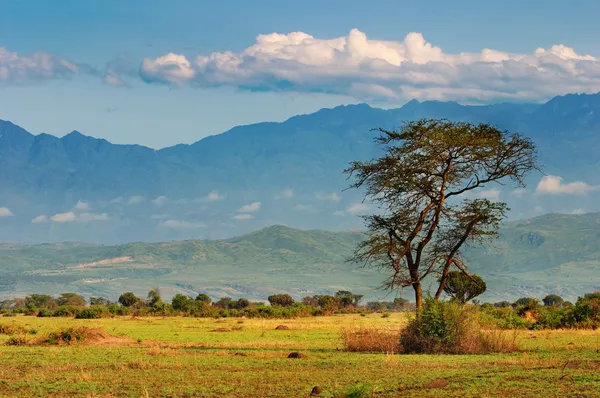 Afrika savana — Stok fotoğraf