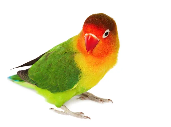 Lovebird — Stock Photo, Image