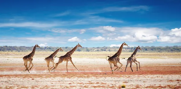 Girafes en cours d'exécution — Photo
