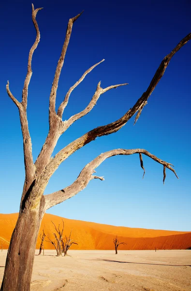 Árvore morta no deserto do Namib — Fotografia de Stock
