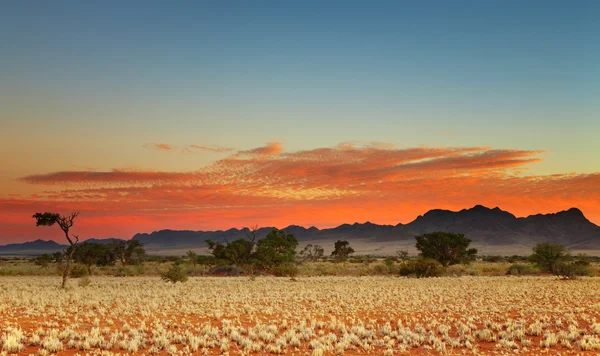 Deserto de Kalahari — Fotografia de Stock