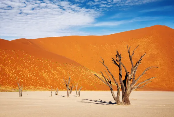 나미브사막 — 스톡 사진