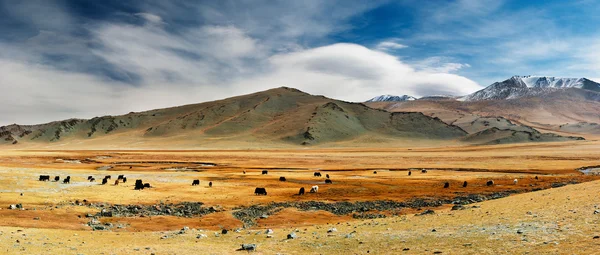 Paisaje mongoliano —  Fotos de Stock
