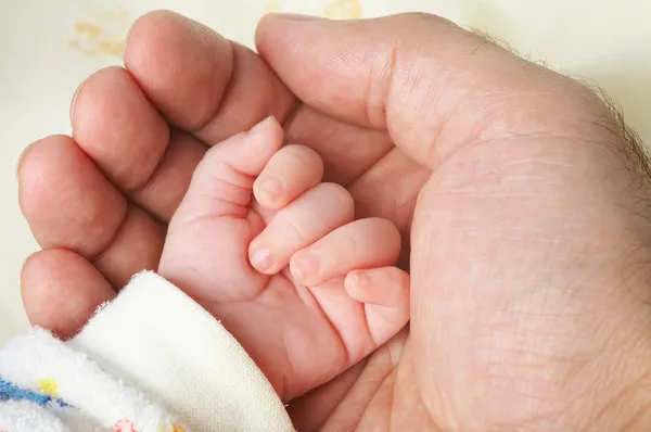 아버지의 야자나무에 담긴 아기의 손 로열티 프리 스톡 사진
