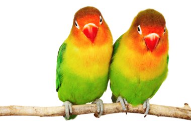 Pair of lovebirds clipart