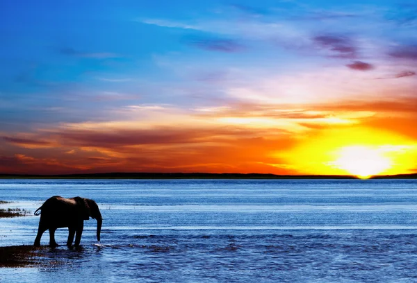 Bere elefante silhouette — Foto Stock