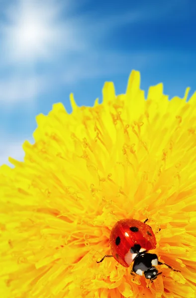 Sárga virág, a katicabogár — Stock Fotó