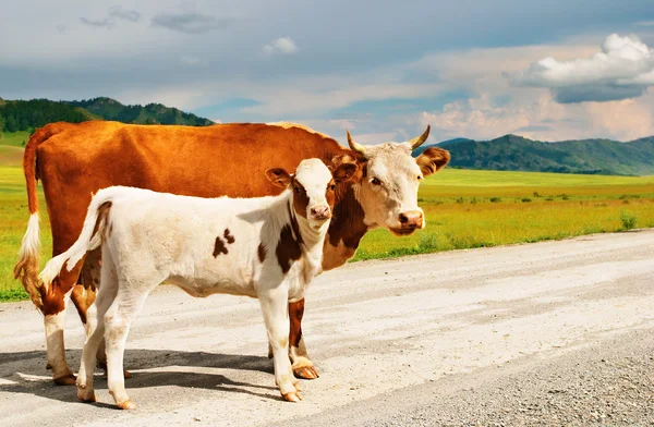 Cow and calf — Stock Photo, Image